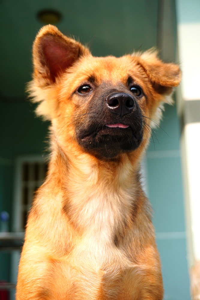 Cagnolino corso Pet therapy propedeutico